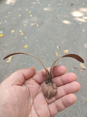 Dipterocarpus alatus