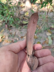 Dipterocarpus alatus