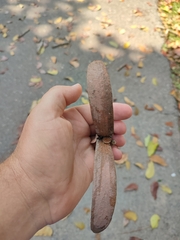 Dipterocarpus alatus