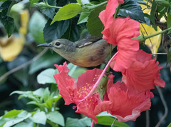 Anthreptes malacensis