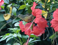 Anthreptes malacensis