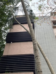 Zanthoxylum ailanthoides