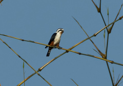 Microhierax caerulescens