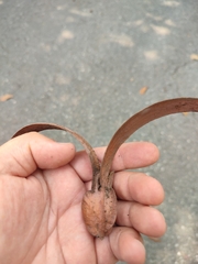 Dipterocarpus alatus