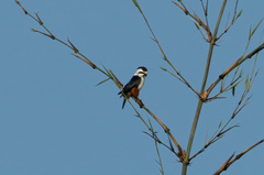 Microhierax caerulescens