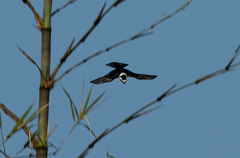 Microhierax caerulescens