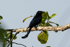 Dicrurus hottentottus