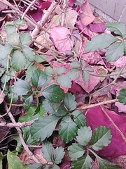 Causonis japonica