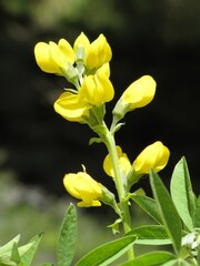 Thermopsis