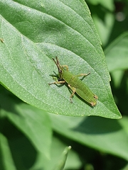 Tagasta marginella
