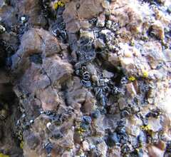 Umbilicaria hyperborea