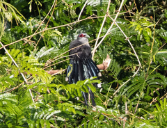 Phaenicophaeus tristis