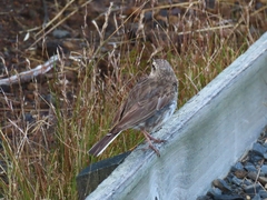 Anthus novaeseelandiae