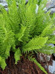 Athyrium americanum