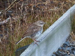 Anthus novaeseelandiae