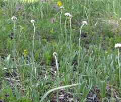 Antennaria anaphaloides