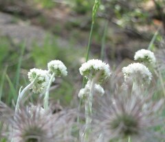 Antennaria anaphaloides