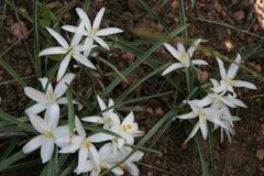 Leucocrinum montanum