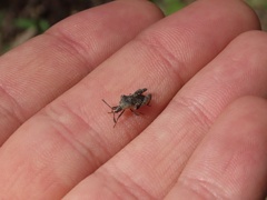 Merocoris