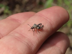 Merocoris