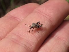 Merocoris