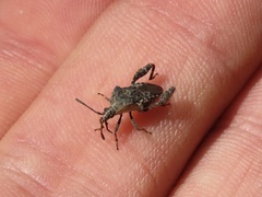 Merocoris