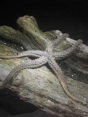 Stylasterias forreri