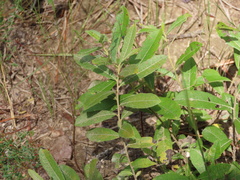 Salix humilis tristis