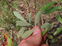 Salix humilis tristis