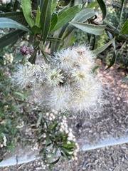 Baccharis salicifolia