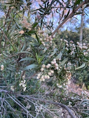 Baccharis salicifolia