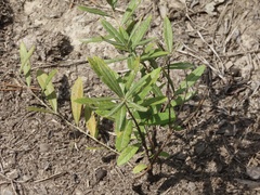Salix humilis tristis