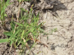 Hypericum gentianoides