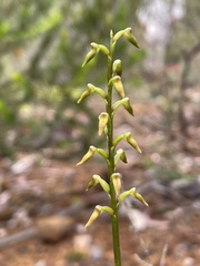Genoplesium apostasioides