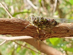 Amphipsalta