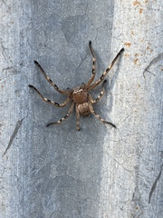 Neosparassus calligaster