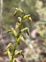 Genoplesium apostasioides
