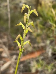 Genoplesium apostasioides