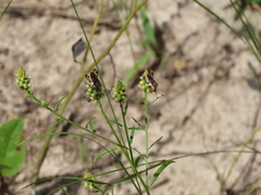 Merocoris