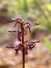 Genoplesium ostrinum