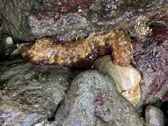 Apostichopus californicus