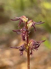 Genoplesium ostrinum