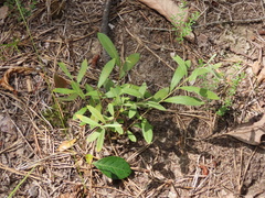 Salix humilis tristis