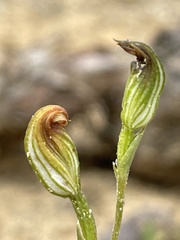 Pterostylis furva