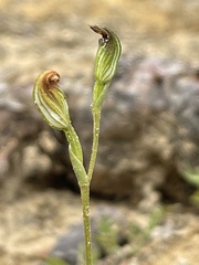 Pterostylis furva