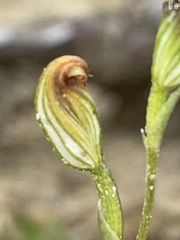 Pterostylis furva