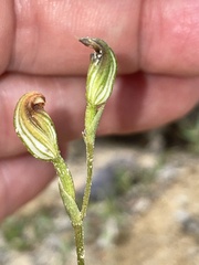 Pterostylis furva