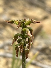 Genoplesium apostasioides