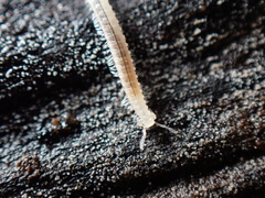 Cleidogona