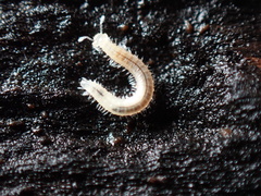 Cleidogona